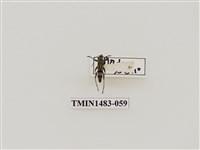 藏品(曲紋虎天牛)的圖片